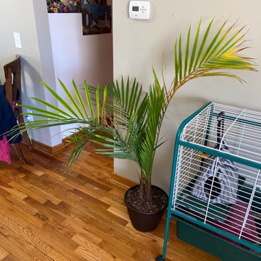 Majestic Palm