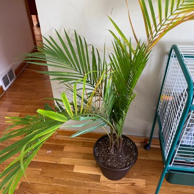 Majestic Palm