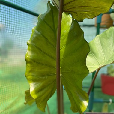 Elephant Ear (Alocasia)