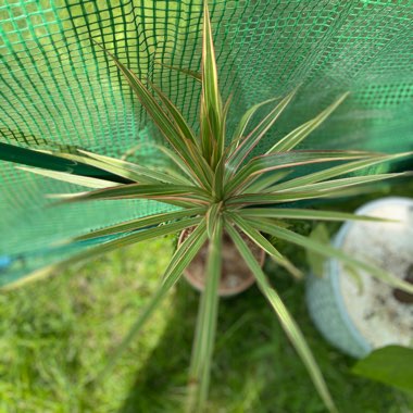 Madagascar Dragon Tree