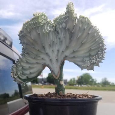 Coral Cactus