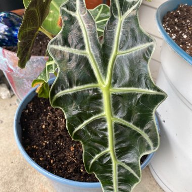 Amazonian Elephant Ear