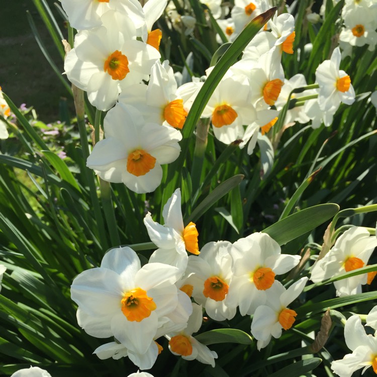 Plant image Narcissus 'Elvira'