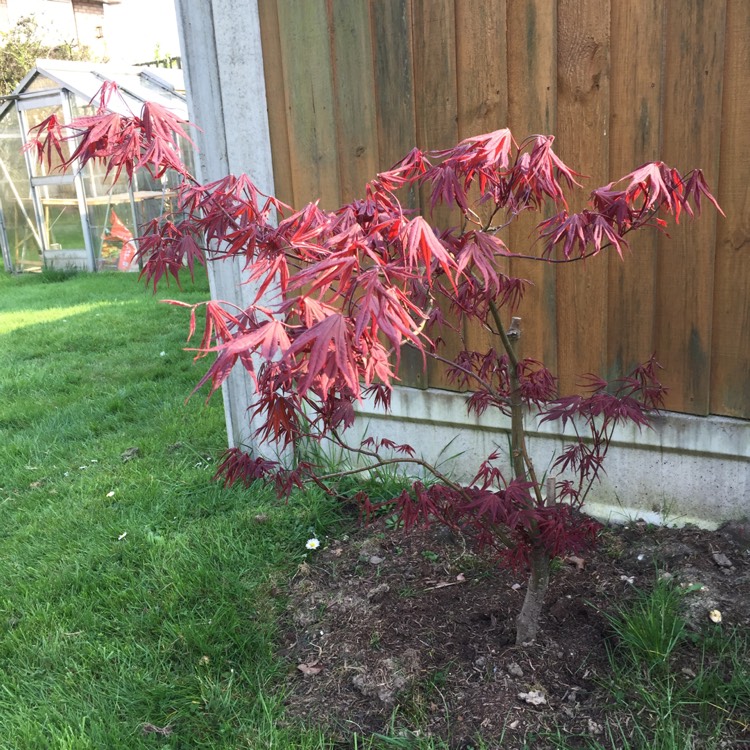 plant image 666916