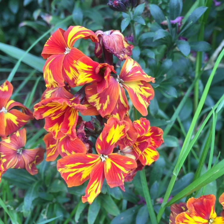 Plant image Erysimum cheiri 'Tom Thumb Mix'