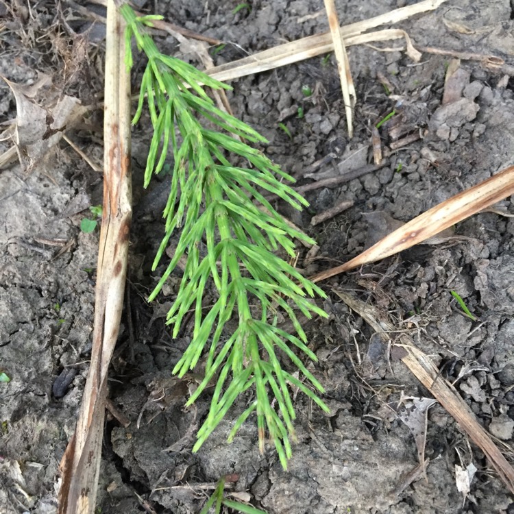 Plant image Equisetum arvense