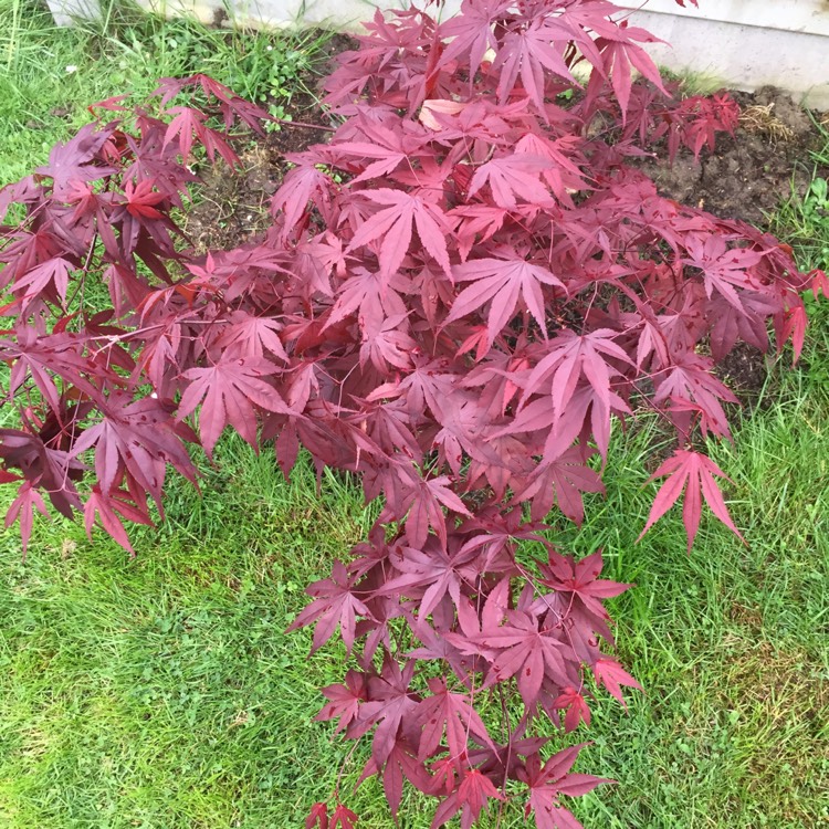 plant image 677562
