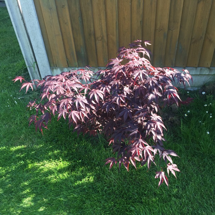 plant image 704359