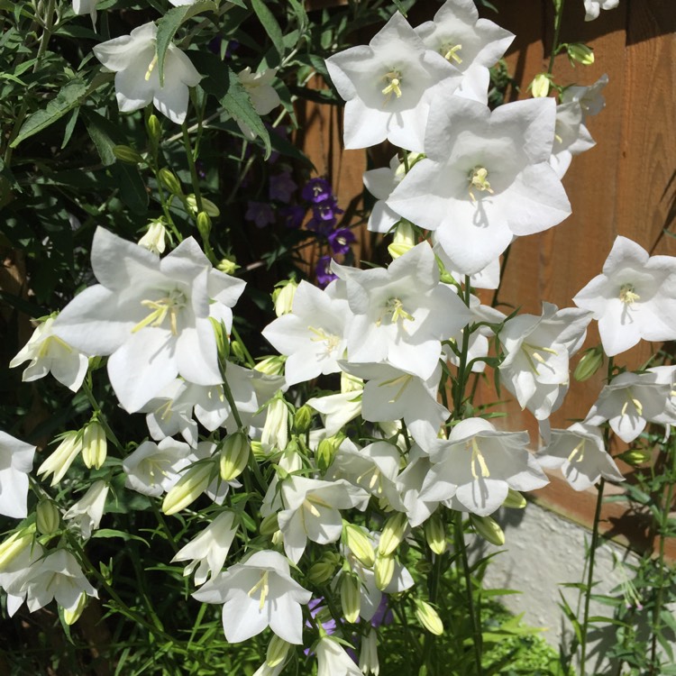 plant image 732499