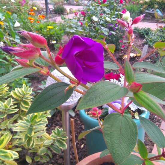 plant image 249325