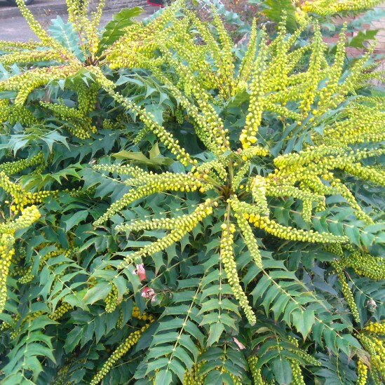 Mahonia x media 'Winter Sun' syn.Mahonia x wagneri 'Winter Sun'