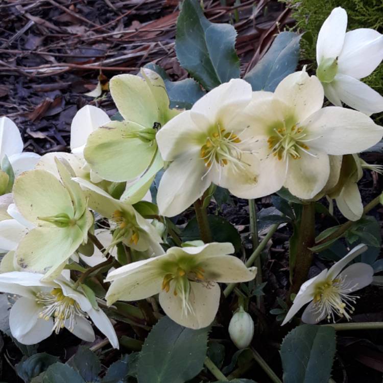 Plant image Helleborus x ballardiae 'Candy Love'