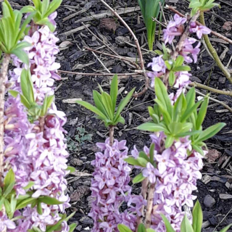 plant image 661780