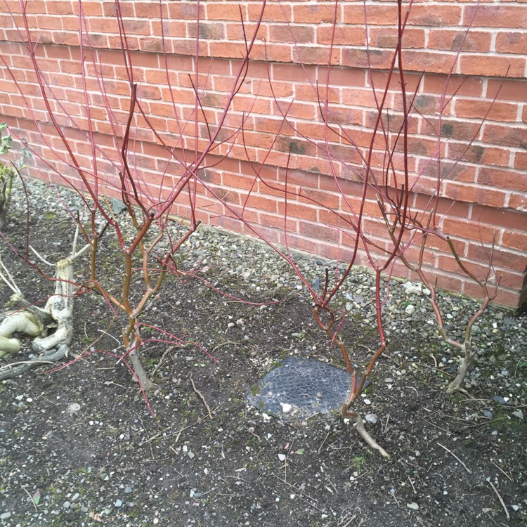 Plant image Cornus sanguinea 'Winter flame'