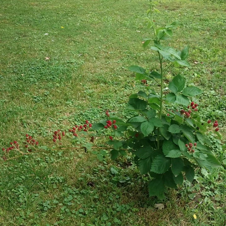 plant image 151736