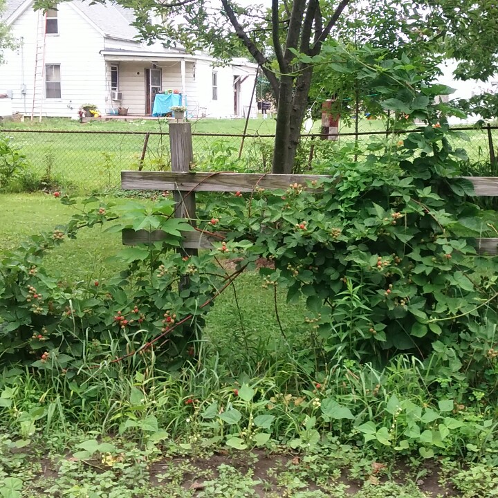 plant image 151738