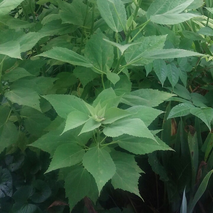 plant image 153049