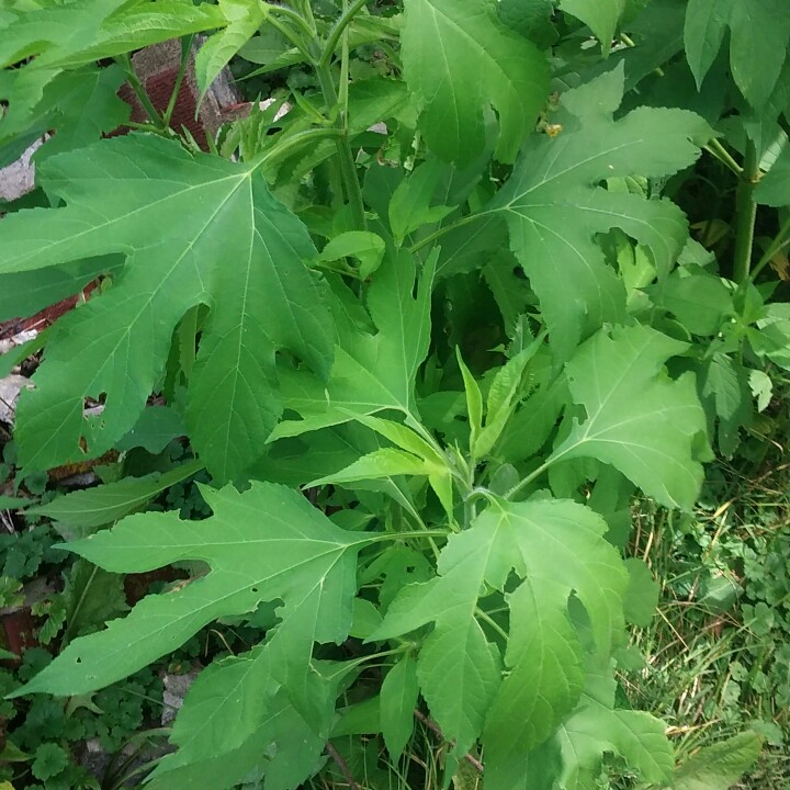 plant image 171481