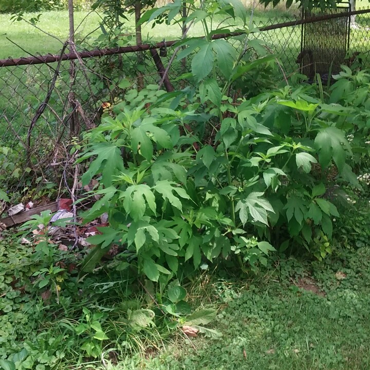 plant image 171483