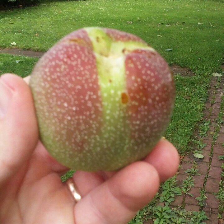 plant image 171513