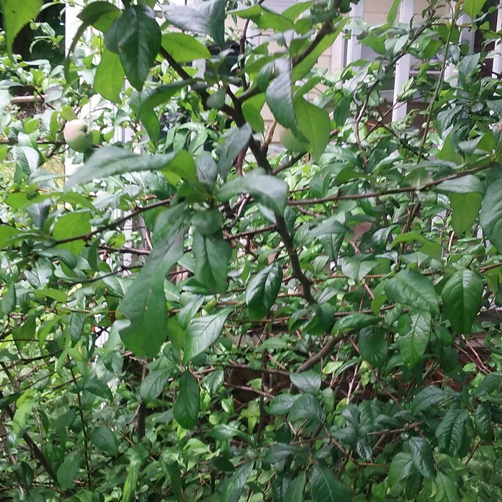 plant image 171516