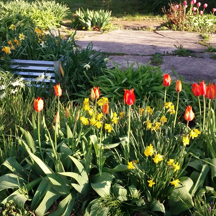 plant image 172118