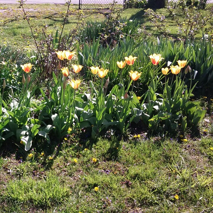 plant image 172124