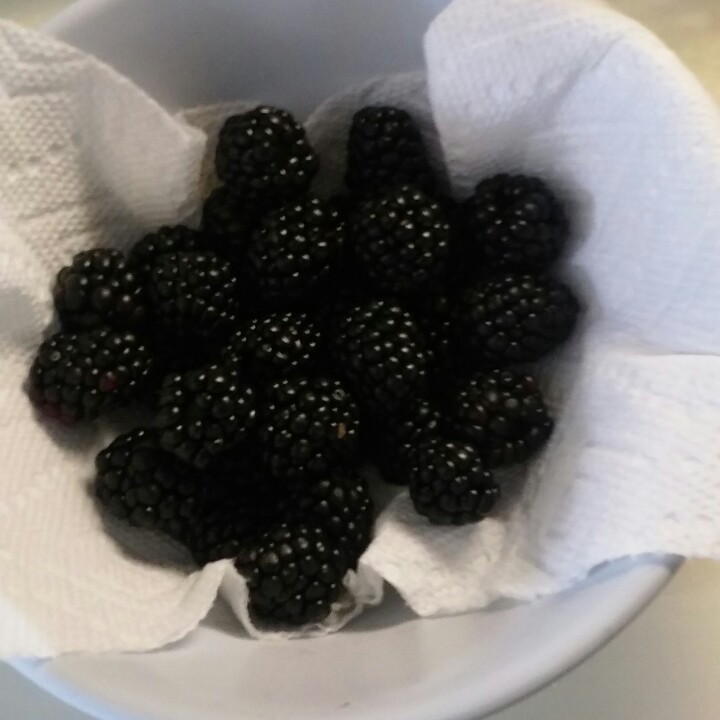 plant image 174307
