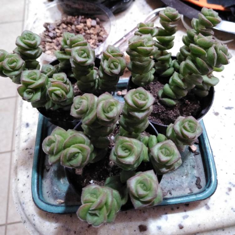 Plant image Crassula Baby's Necklace 