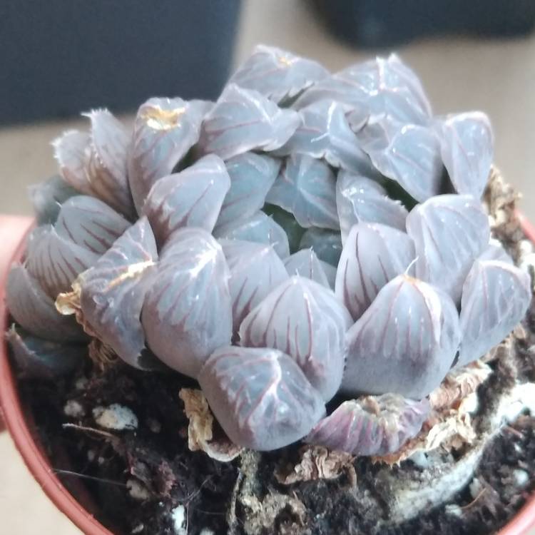 plant image 1336104