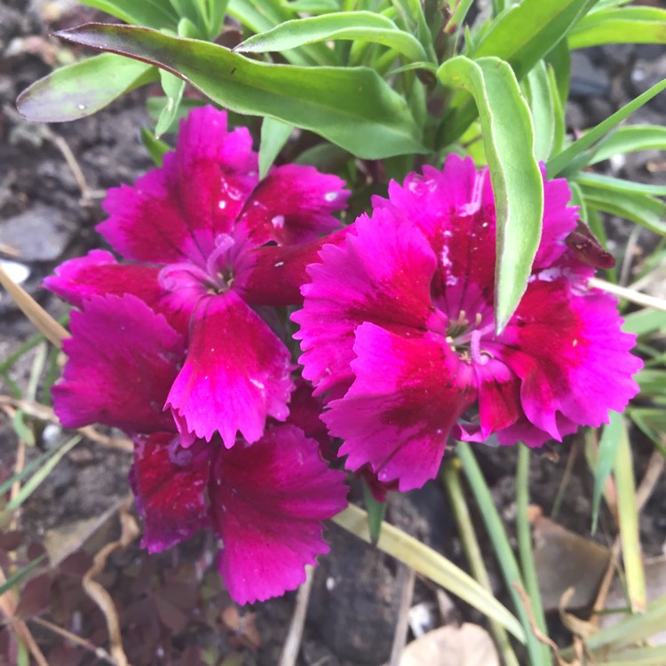Plant image Dianthus 'Diamond Purple'