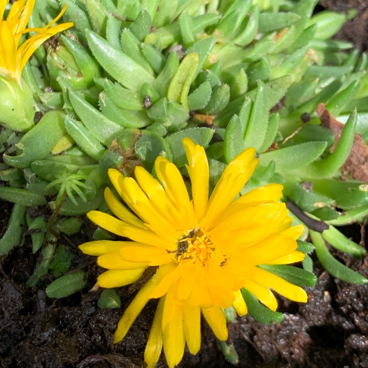 Plant image Delosperma nubigenum