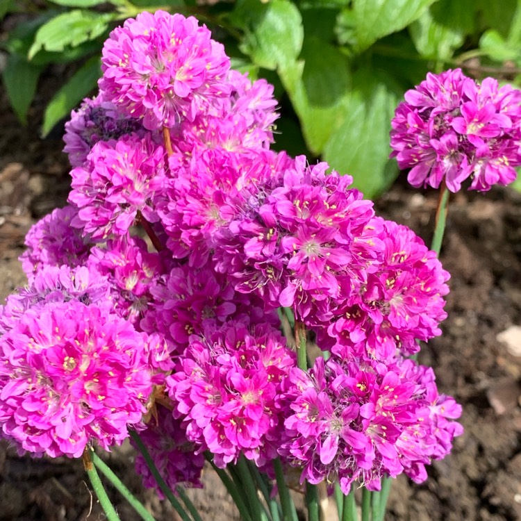 Plant image Armeria pseudarmeria 'Ballerina Pink'