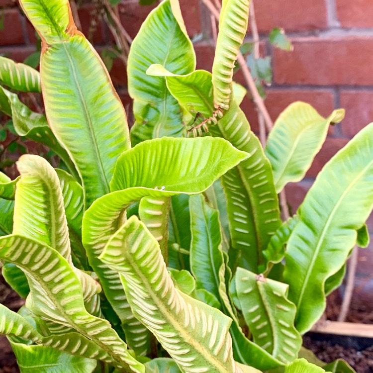 plant image 1063872