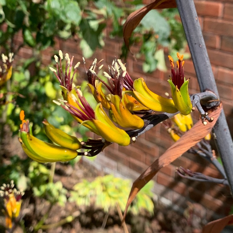 plant image 1097780