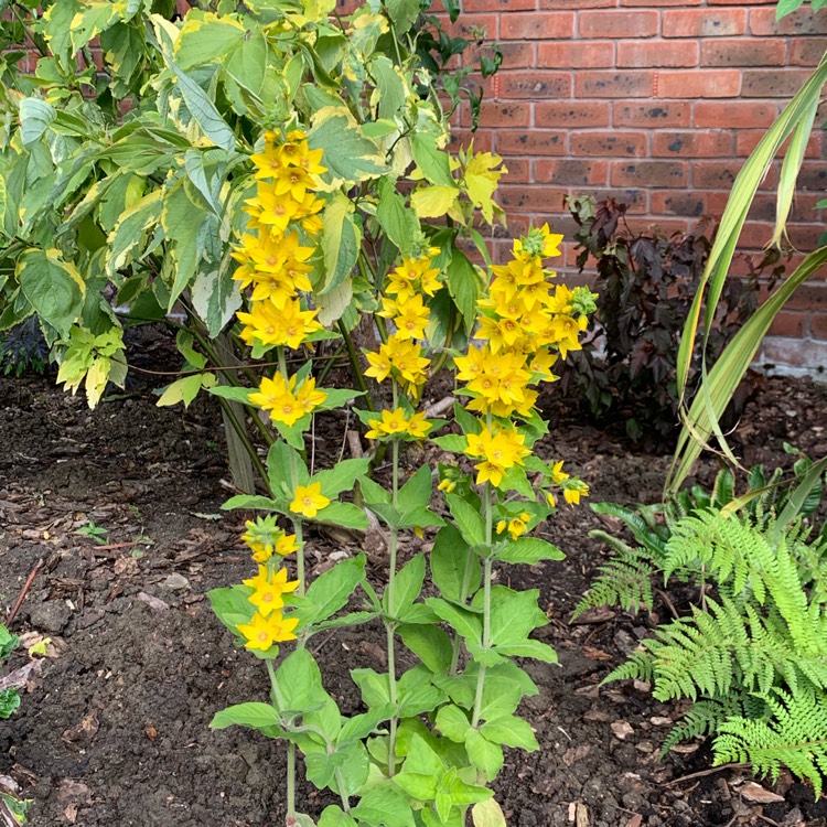 plant image 1098298