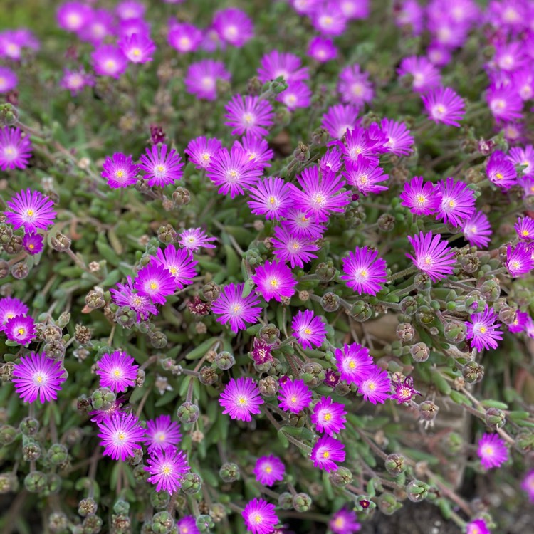 plant image 1369153