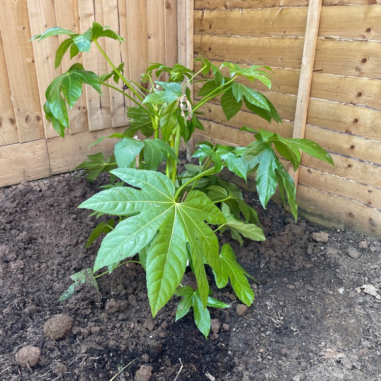 plant image 1576422 plant image 1576422