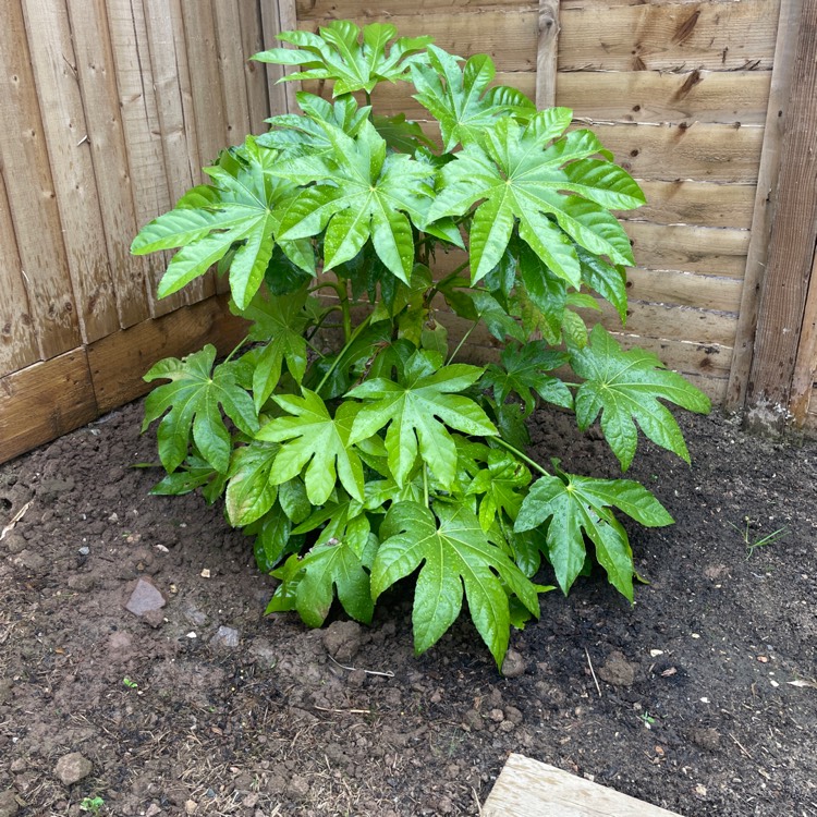 plant image 1591581 plant image 1591581