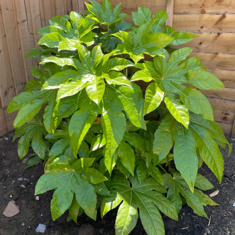plant image 1599559 plant image 1599559