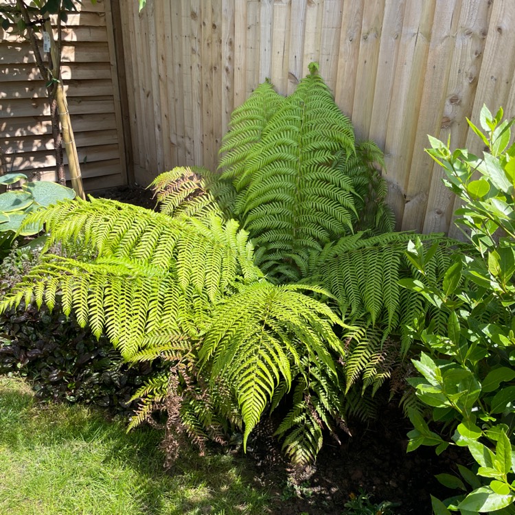 plant image 1599567 plant image 1599567