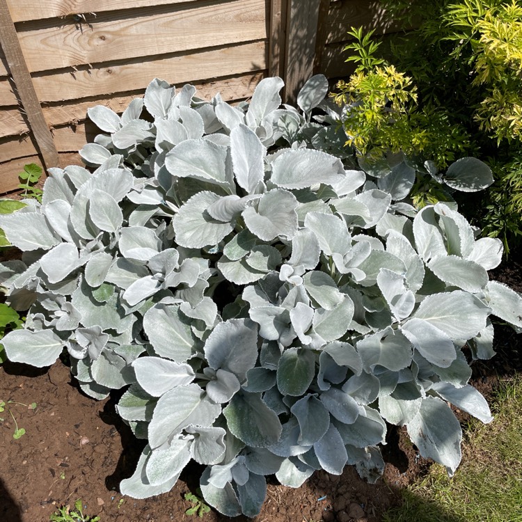 plant image 1599568