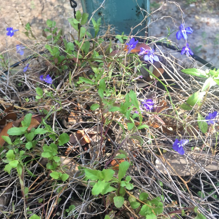 plant image 261282
