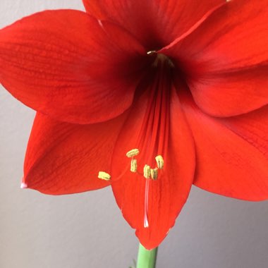 Hippeastrum (Amaryllis)