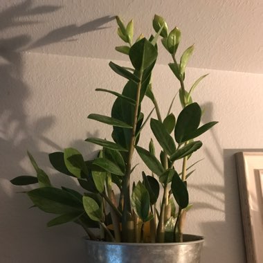 ZZ Plant
