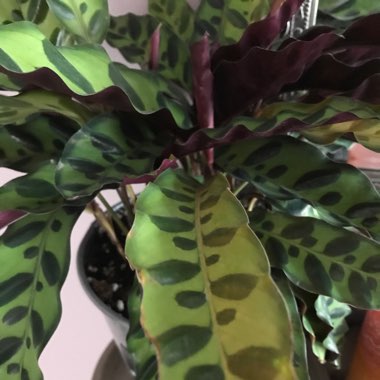 Rattlesnake Plant