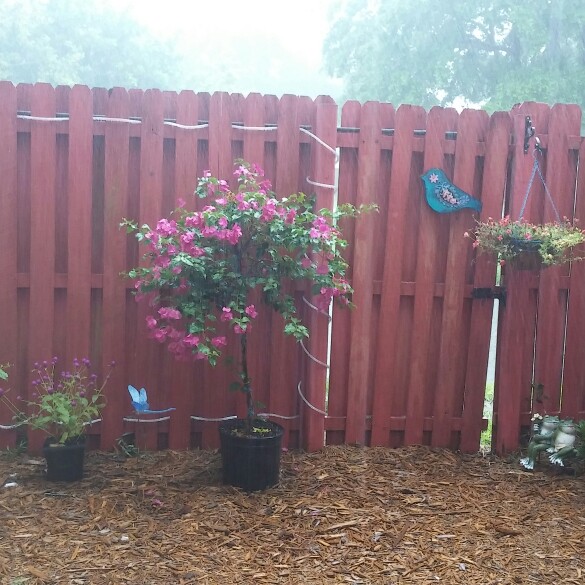 Brittany's garden