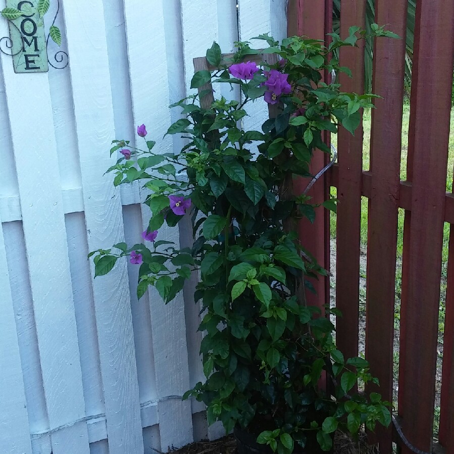 plant image 84131 plant image 84131