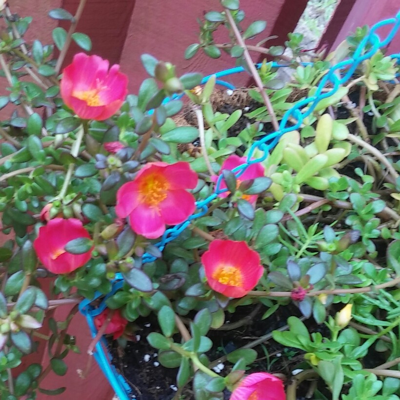 Paraguayan Purslane
