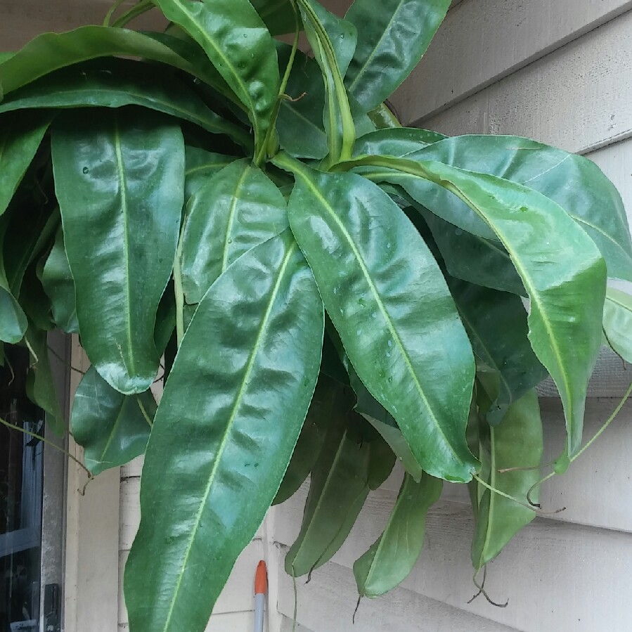Pitcher Plant